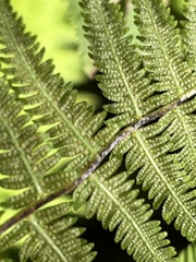 Amauropelta noveboracensis