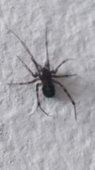 Theridiidae