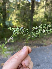 Galium bermudense