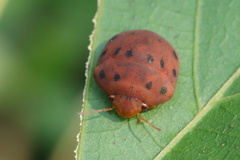 Hyperoncus lateritius