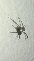 Theridiidae