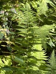 Amauropelta noveboracensis