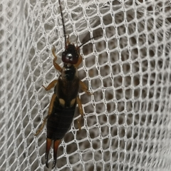 Forficula auricularia
