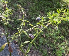 Galium bermudense