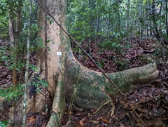 Campnosperma auriculatum