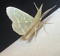 Chlorochlamys phyllinaria