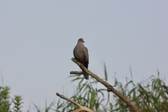 Streptopelia decaocto