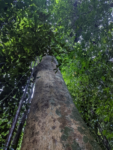 Image of Campnosperma auriculatum by (c) Caleb Catto, some rights reserved (CC BY)