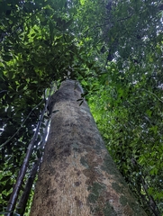 Campnosperma auriculatum