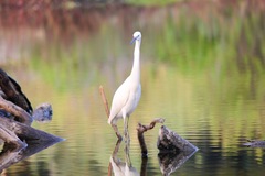 Egretta garzetta
