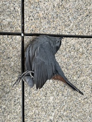 Dumetella carolinensis