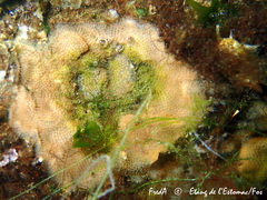 Cryptosula pallasiana