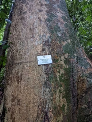 Campnosperma auriculatum