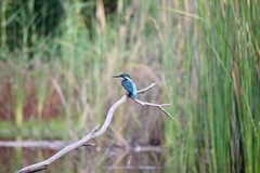 Alcedo atthis