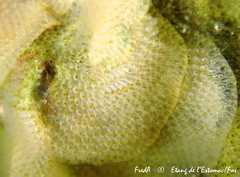 Cryptosula pallasiana