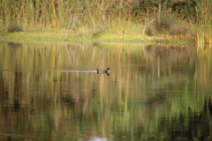 Gallinula chloropus