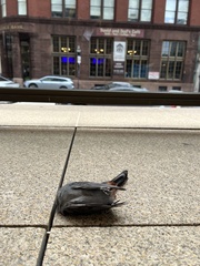 Dumetella carolinensis