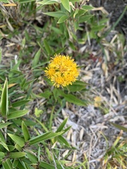 Solidago decurrens