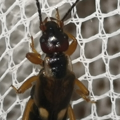 Forficula auricularia