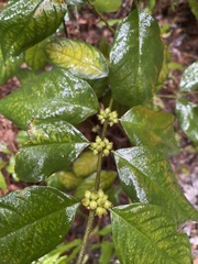 Lasianthus formosensis