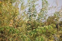 Pycnonotus xanthopygos