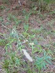 Pterocaulon virgatum