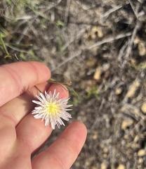 Malacothrix saxatilis