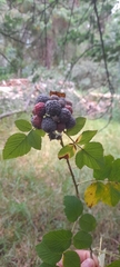 Rubus