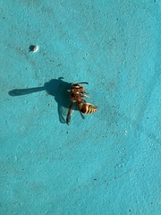 Euodynerus pratensis