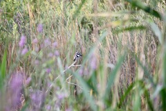Ceryle rudis