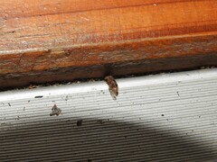 Elateridae
