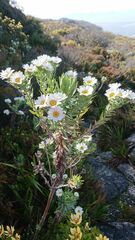 Osmitopsis asteriscoides