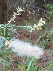 Pterocaulon virgatum
