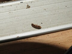 Elateridae