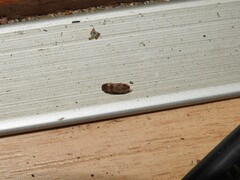 Elateridae