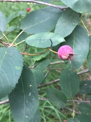 Amelanchier × lamarckii