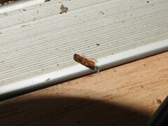 Elateridae