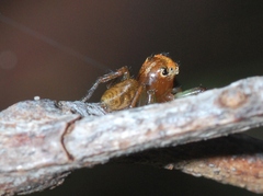 Prostheclina pallida