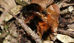 Bombus eximius