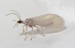 Coniopteryginae