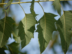 Ailanthus excelsa