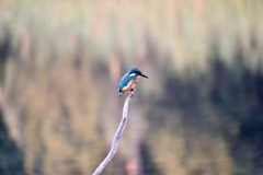 Alcedo atthis