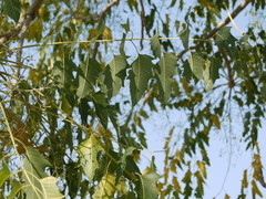 Ailanthus excelsa