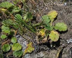 Geum montanum