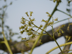 Ailanthus excelsa