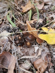 Psathyrella bipellis