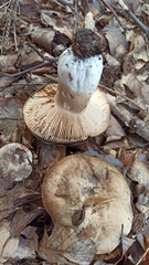 Russula nigricans