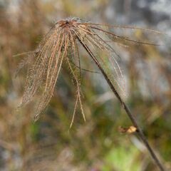 Geum montanum