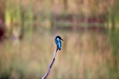 Alcedo atthis