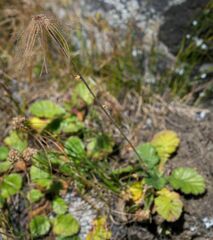 Geum montanum